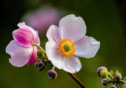 Enchanting Autumn Anemone: Delicate Blooms & Unfurling Buds