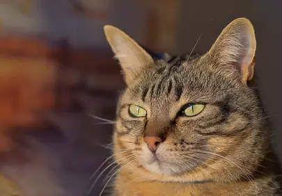 Captivating Green-Eyed Tabby: Alert Gaze in Golden Sunlight