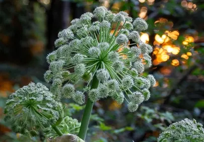 Enchanting Angelica Bloom at Golden Sunset