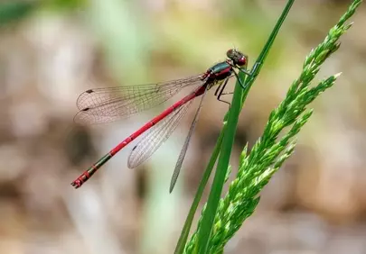 Vibrant Red Dragonfly Perched on Green Grass Blade