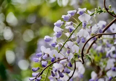 Delicate Lilac Wisteria Blossom: A Symphony of Spring Hues