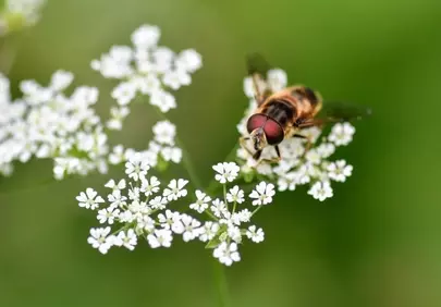 Macro Marvel: Hoverfly on Delicate White Chervil Flowers