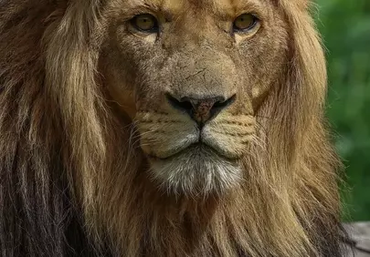 Majestic African Lion: King of the Savanna
