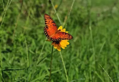 Vibrant Orange Butterfly Pollinating a Sunny Yellow Flower