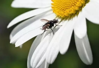 Stunning Daisy Macro: Fly Perched on Petal in Spring Garden
