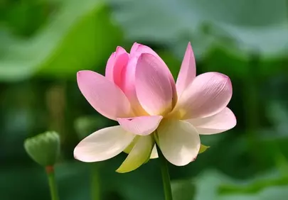 Exquisite Pink Lotus Blossom: A Symbol of Serenity