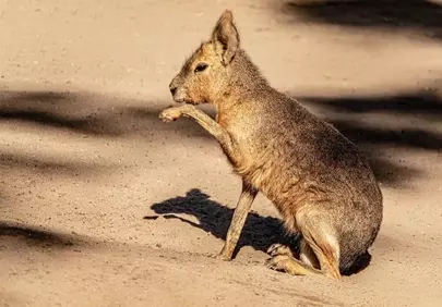 Sunlit Patagonian Mara: Exotic Wildlife in Natural Harmony