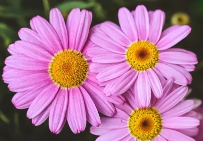 Vibrant Pink Daisies: Close-up Spring Bloom