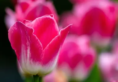 Vibrant Pink Tulips: Spring's Exquisite Floral Display