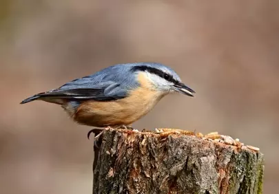 Charming Nuthatch Perched: A Forest Jewel in Daylight