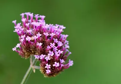 Vibrant Purple Verbena Blooms: Nature's Delicate Beauty