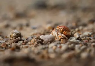 Intricate Macro: Hermit Crab's Sandy Journey