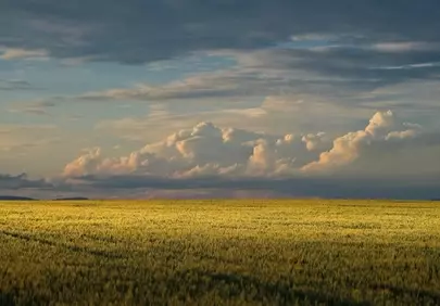 Dramatic Sunset Glow Over Golden Wheat Fields