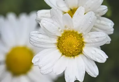Stunning Daisy Close-up: Dew-Kissed Purity in Nature