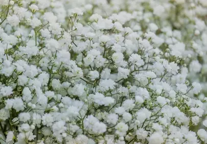 Delicate White Baby's Breath: A Breath of Fresh Floral Elegance
