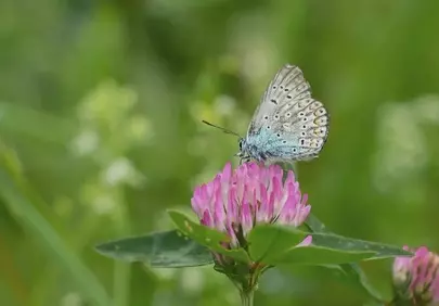 Enchanting Blue Butterfly on Vibrant Red Clover in Summer Meadow