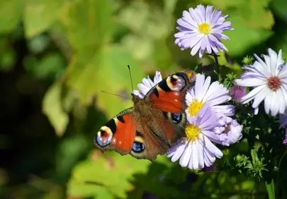 Vibrant Peacock Butterfly Foraging on Asters