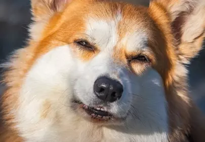 Charming Corgi's Squinty Grin: Unforgettable Pet Portrait