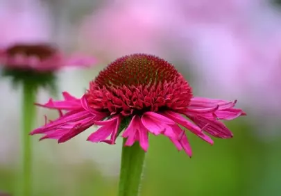 Vibrant Magenta Coneflower: A Stunning Floral Close-Up