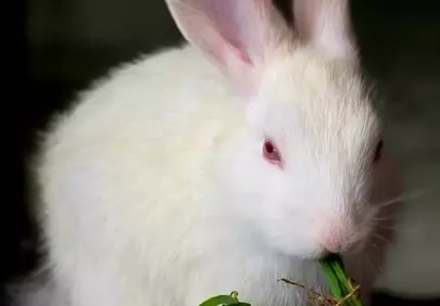 Adorably Cute White Bunny Munching on Fresh Green Grass