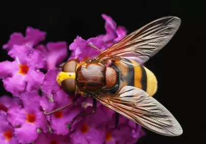 Vivid Macro: Hoverfly Pollinating Pink Blooms in Summer