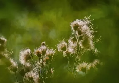 Sun-Kissed Dandelion Seeds: Ethereal Nature's Whisper