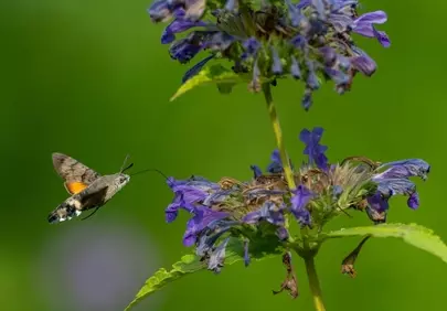 Stunning Hummingbird Moth Hovering on Vibrant Purple Verbena