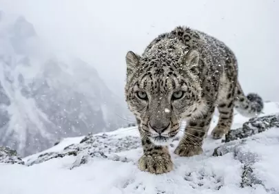 Majestic Snow Leopard Prowling in Winter Wonderland