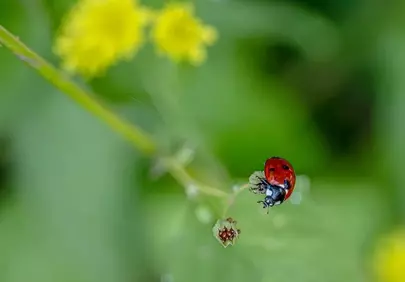 Vibrant Macro: Ladybug on Green Leaf with Bokeh
