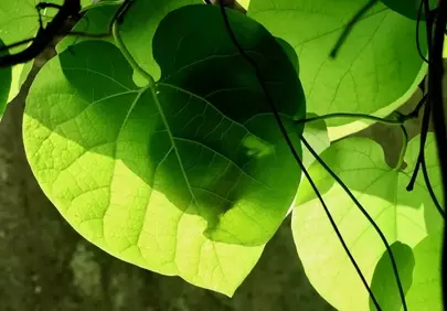 Vibrant Green Dutchman's Pipe Leaves Backlit by Sunlight