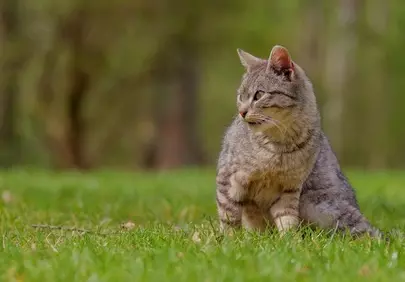 Enchanting Gaze: Savannah Cat in Nature's Embrace