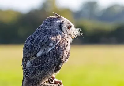 Majestic Southern White-faced Owl: Focused Hunter in Nature