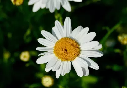Stunning Daisy: Perfect White Petals & Golden Center