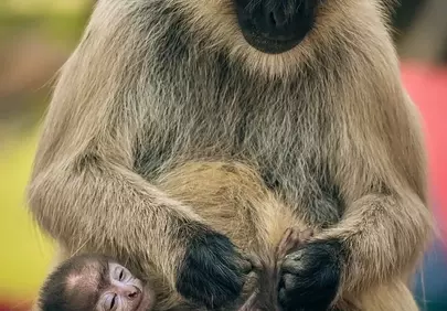Tender Gaze: Langur Mother's Unconditional Love for Her Infant