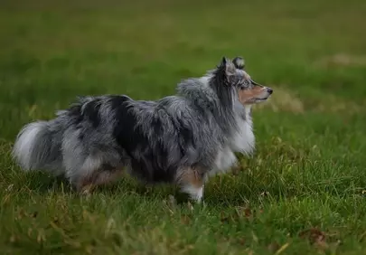 Majestic Blue Merle Shetland Sheepdog in Verdant Field