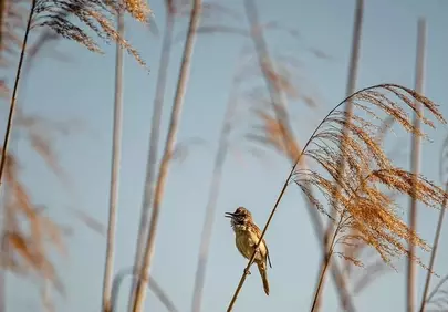 Serene Songbird: Captivating Reeds and Blue Sky Background