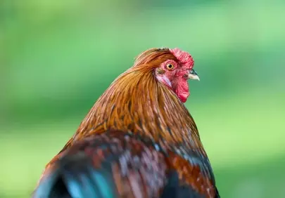 Majestic Rooster Profile: Vibrant Colors in Nature