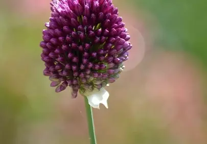 Vibrant Purple Allium: Ethereal Garden Bloom