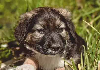 Adorable Fluffy Puppy Resting on a Stone in Lush Grass