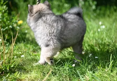Adorable Eurasier Puppy: Fluffy Playtime in Summer Meadow
