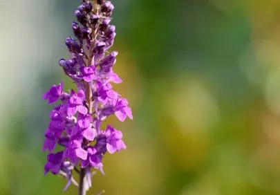 Vibrant Purple Linaria: Summer Meadow Blossom in Macro