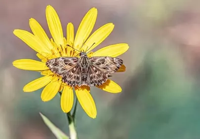 Vibrant Yellow Flower with Mallow Skipper Butterfly in Macro