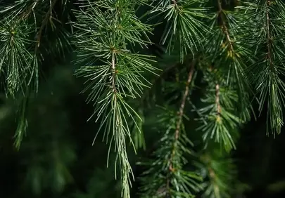 Vibrant Pine Needles: Serene Forest Background Details