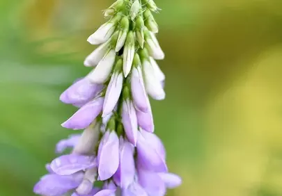 Stunning Purple Goat's Rue Bloom in Summer Light