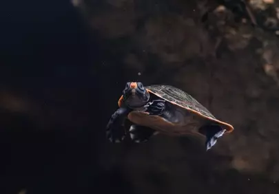 Enchanting Aquatic Journey: Painted Turtle Underwater Serenity