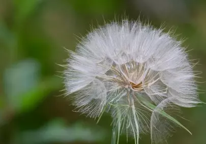 Enchanting Macro: Delicate Dandelion Seeds in Nature's Embrace