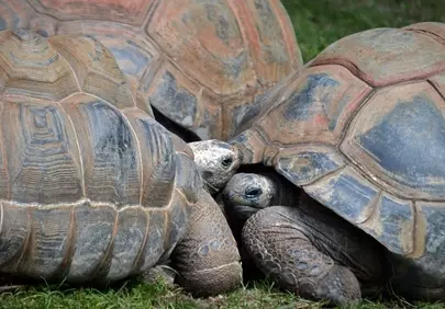 Majestic Giants: Intimate Galapagos Tortoise Gathering