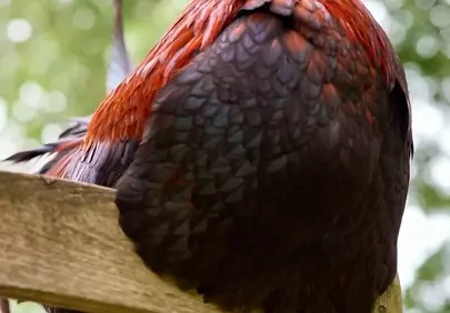 Proud Rooster's Striking Feather Display in Nature