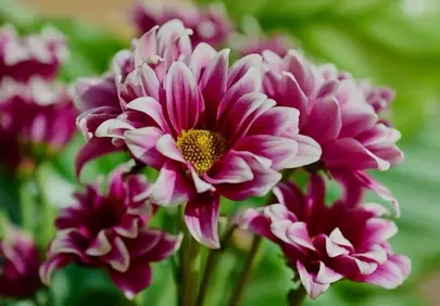 Vibrant Pink Dahlias: A Symphony of Summer Blooms