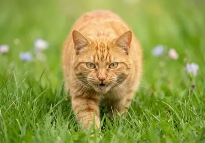 Intense Ginger Cat Stalking Through Verdant Grass